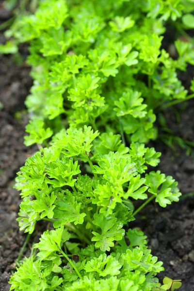 Row of parsley — Stock Photo, Image