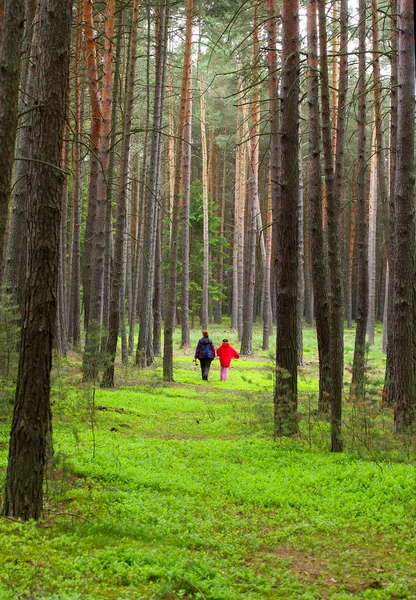 Wandern im Wald — Stockfoto