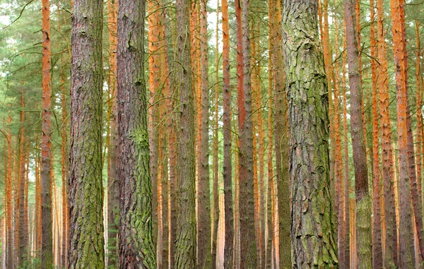 Lesní stromy — Stock fotografie
