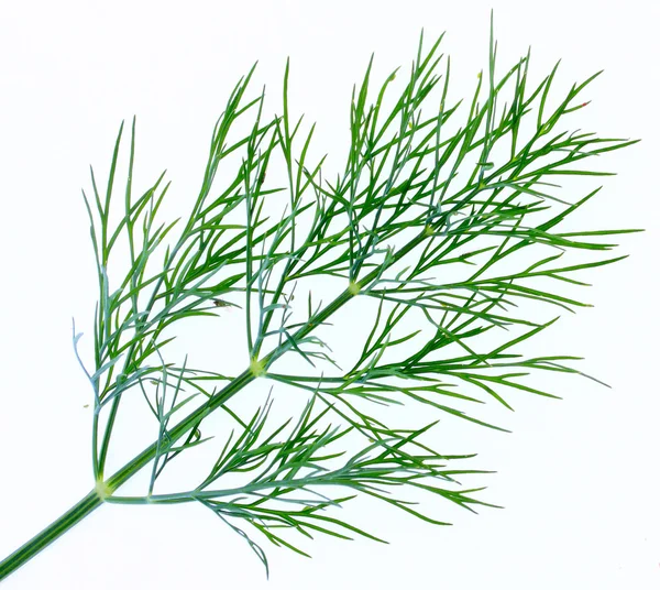 Dill leaves — Stock Photo, Image