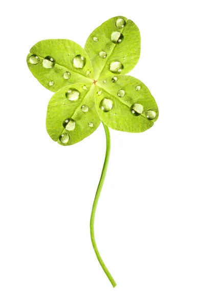 Quatrefoil  with waterdrops — Stock Photo, Image