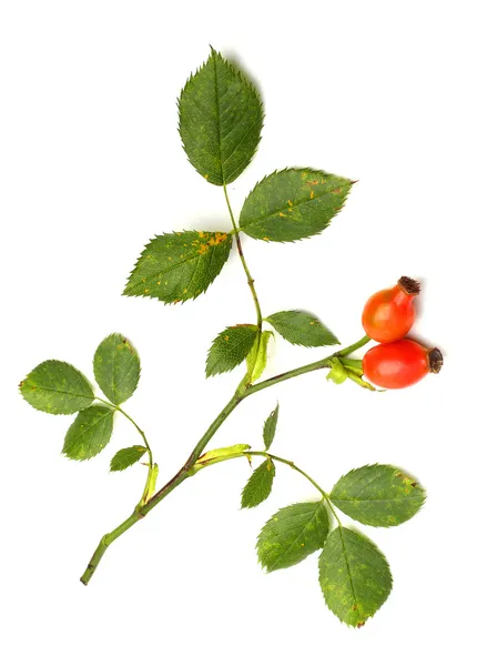 De heer Rosa Canina — Stockfoto