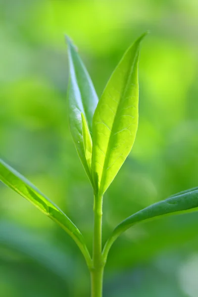 Thea sinensis — Fotografia de Stock