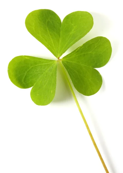 Beautiful trifolium — Stock Photo, Image