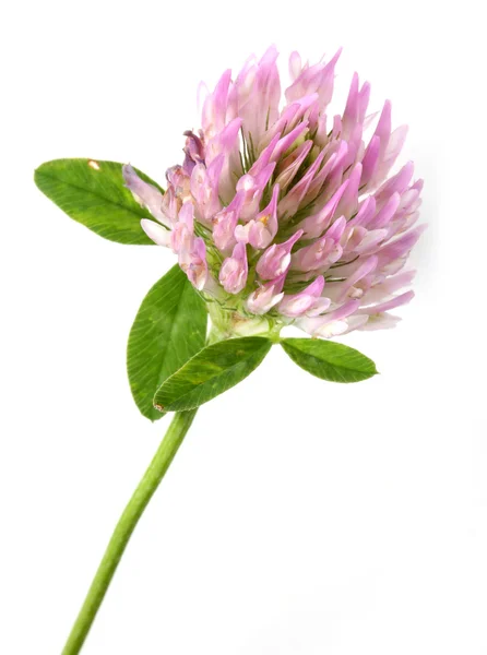 Rózsaszín trifolium pratense. — Stock Fotó