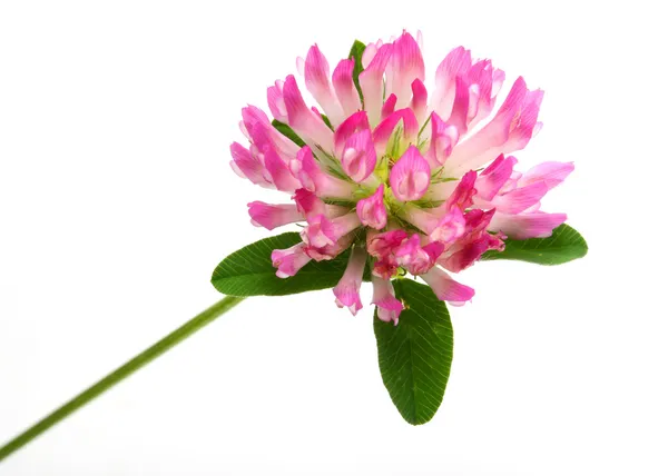 Trifolium pratense. — Stock Photo, Image