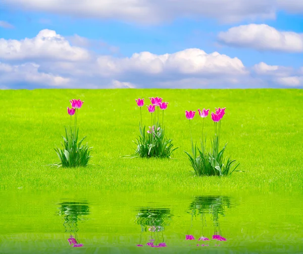 Three tulips in park — Stock Photo, Image