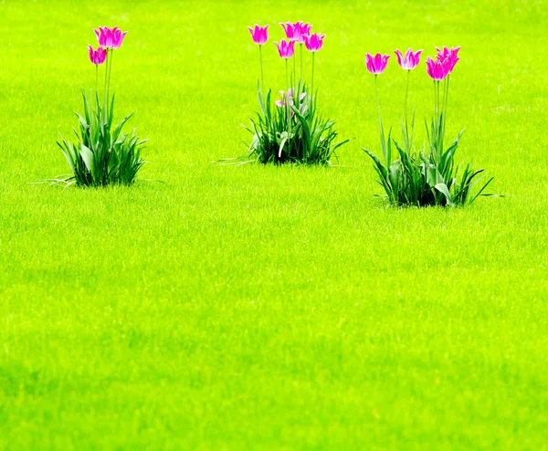 Three tulips in park — Stock Photo, Image