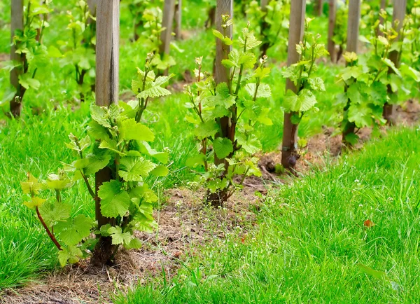 Jonge grapevine — Stockfoto