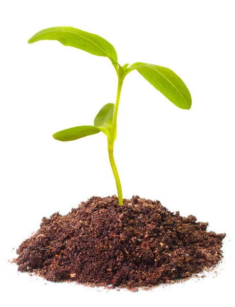 Young sunflower seedling — Stock Photo, Image