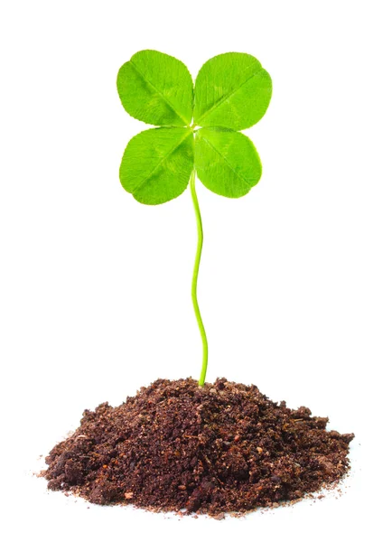 Seedling growing in a soil. — Stock Photo, Image