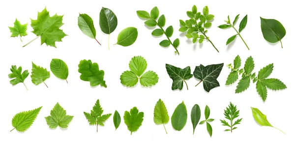 Collection of leafs — Stock Photo, Image