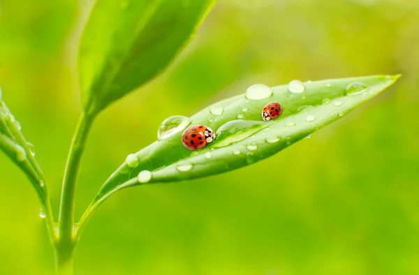 Ladybugs on leaves Royalty Free Stock Images