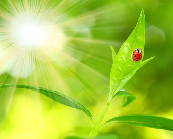 Ladybug on the leaves — Stock Photo, Image