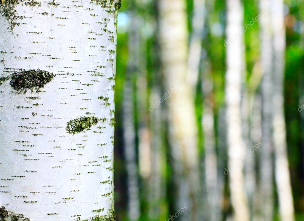 Birch trees