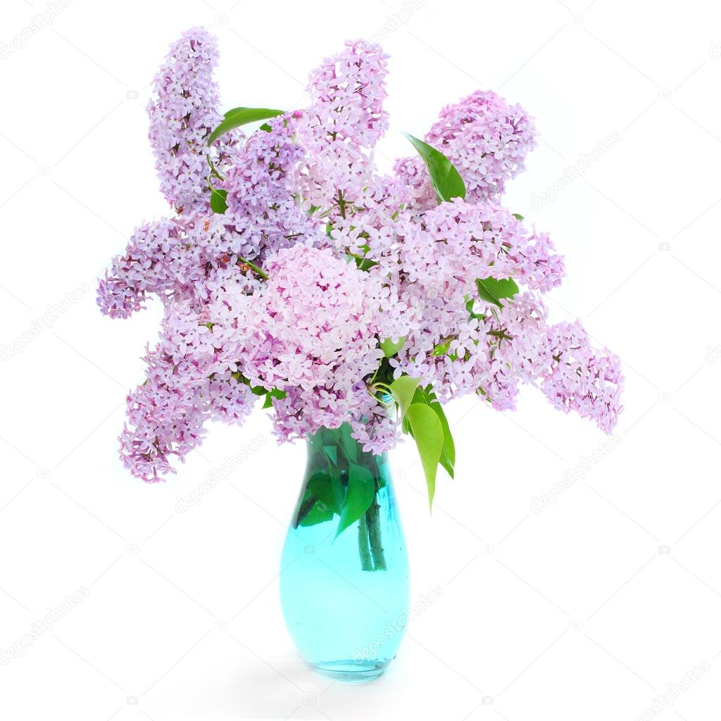 Common Lilac Bunch