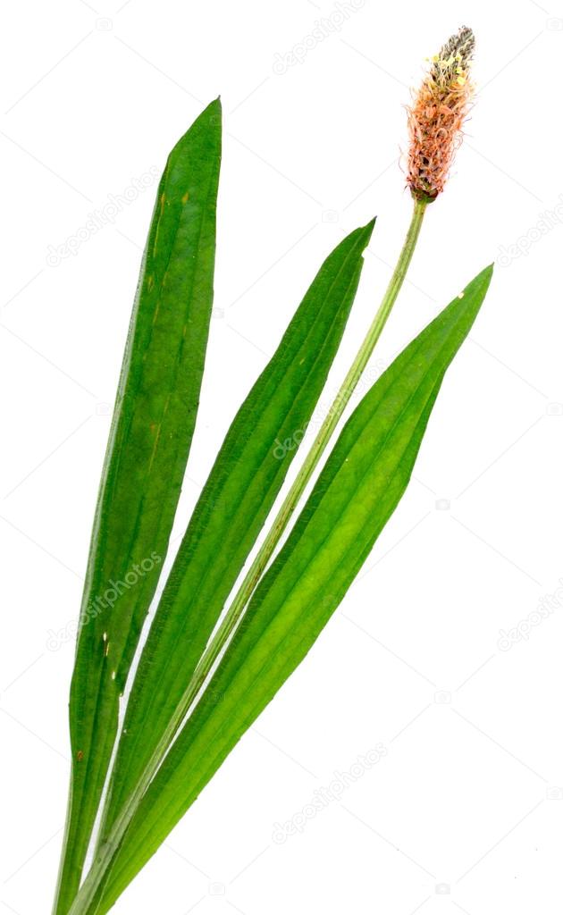 Ribwort plantain