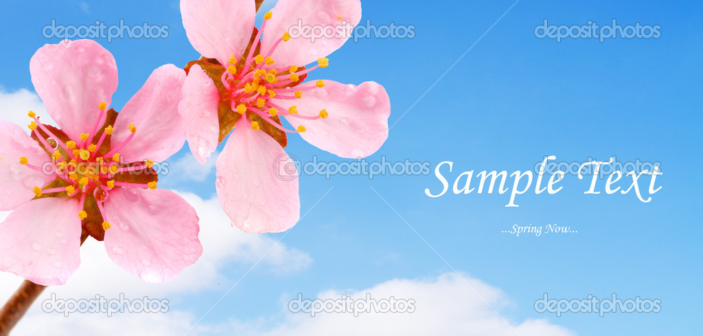 Sakura blossom against blue sky. Background with easy removable text.