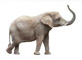 nőstény afrikai elefánt (loxodonta africana).
