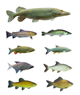 Great collection of freshwater fish clipart