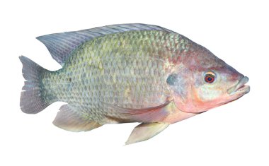 The Tilapia fish (Oreochromis mossambicus) clipart