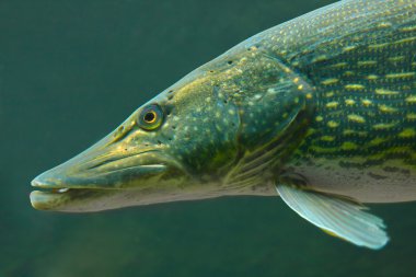 büyük pike (esox lucius).