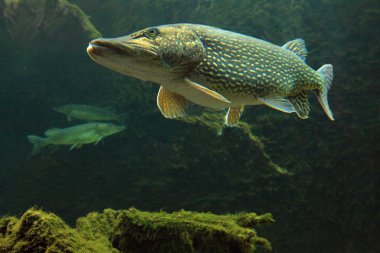 büyük pike (esox lucius).
