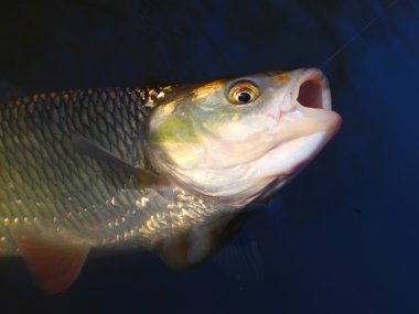 büyük AK balık (squalius cephalus)