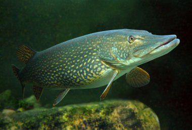 büyük pike (esox lucius).