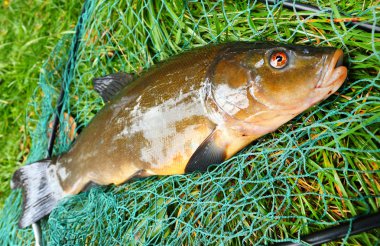 Fishnet üzerinde sazan