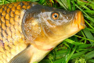 açılış net ortak sazan (cyprinus carpio).