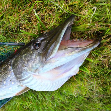 pike