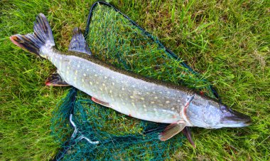 pike