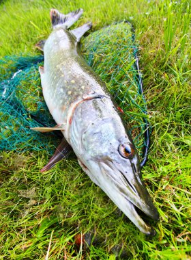 pike
