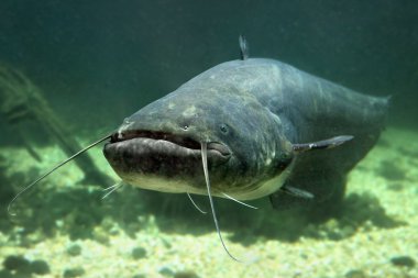 Yayın balığı (silurus glanis sualtı fotoğraf)