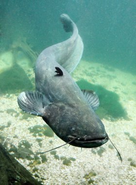Yayın balığı (silurus glanis sualtı fotoğraf)