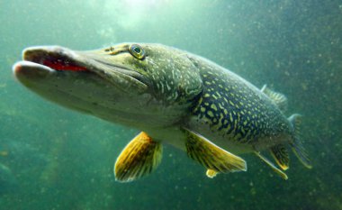 víz alatti fotó nagy csuka (esox lucius)