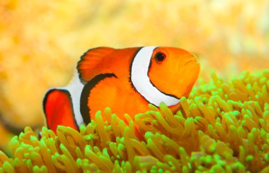Tropical reef fish clipart
