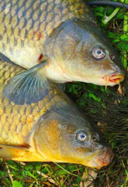 Balık ağı üzerinde balık. Sazan (Cyprinus Carpio )