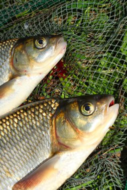 Balık ağı üzerinde balık. Sazan (Cyprinus Carpio )