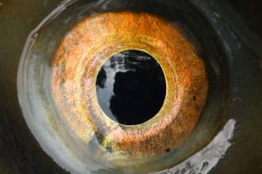 Genel sazan balığı