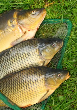 Balık ağı üzerinde balık