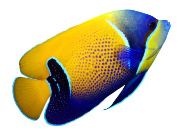 görkemli angelfish