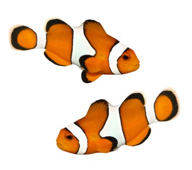 tropik resif balık - palyaço balığı (amphiprion ocellaris)