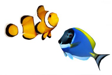 palyaço balığı ve surgeonfish