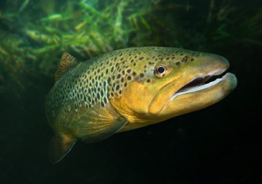 kahverengi alabalık (salmo trutta sualtı fotoğraf)