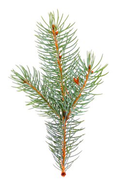 Mavi ladin - beyaz arka plan üzerinde izole picea pungens Şubesi