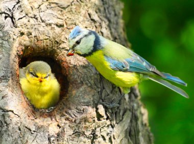 The Blue Tit (Cyanistes caeruleus) feeding her young one. clipart