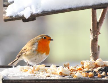tam kuş tablosundaki Avrupa robin (erithacus rubecula).
