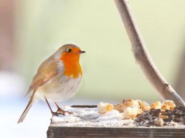 tam kuş tablosundaki Avrupa robin (erithacus rubecula).